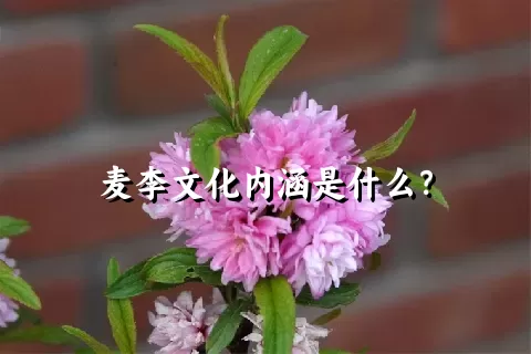 麦李文化内涵是什么？