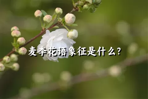 麦李花语象征是什么？