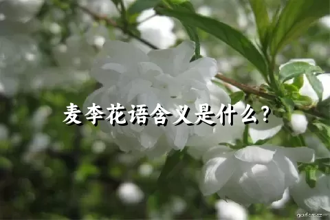 麦李花语含义是什么？