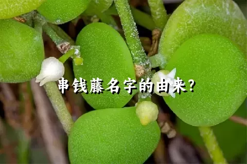 串钱藤名字的由来？