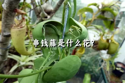 串钱藤是什么花？