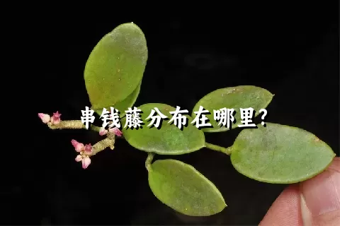 串钱藤分布在哪里?