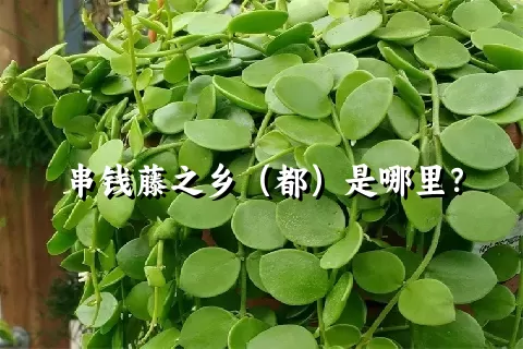 串钱藤之乡（都）是哪里？