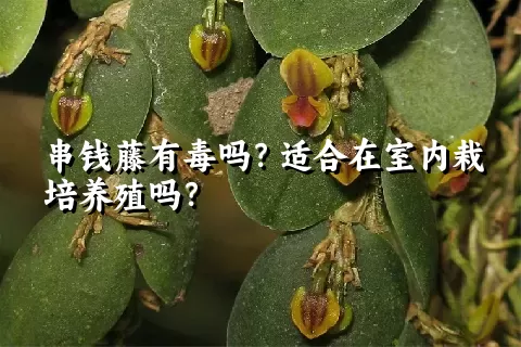 串钱藤有毒吗？适合在室内栽培养殖吗？