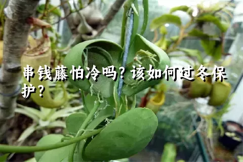 串钱藤怕冷吗？该如何过冬保护？