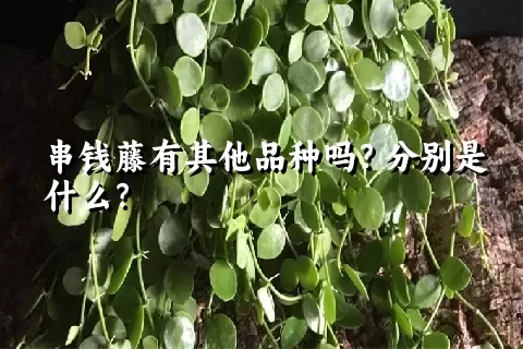 串钱藤有其他品种吗？分别是什么？