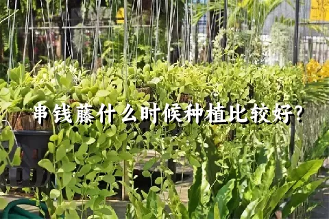 串钱藤什么时候种植比较好？