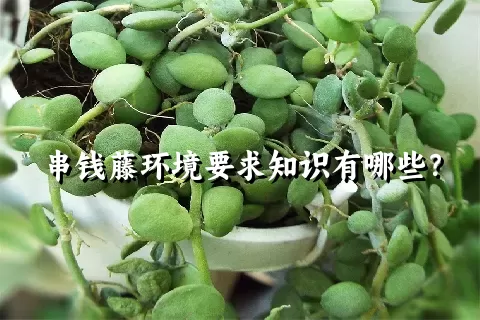 串钱藤环境要求知识有哪些？