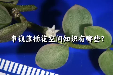 串钱藤插花空间知识有哪些？