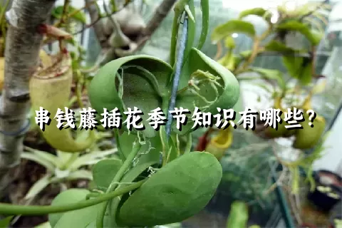 串钱藤插花季节知识有哪些？