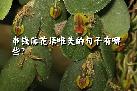 串钱藤花语唯美的句子有哪些？