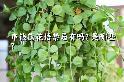 串钱藤花语禁忌有吗？是哪些？