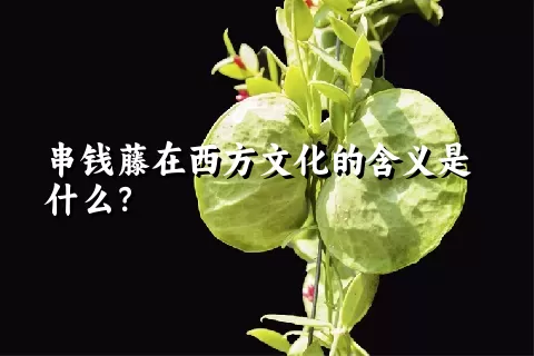 串钱藤在西方文化的含义是什么？