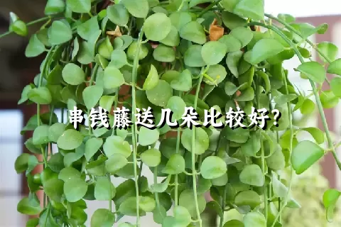 串钱藤送几朵比较好？