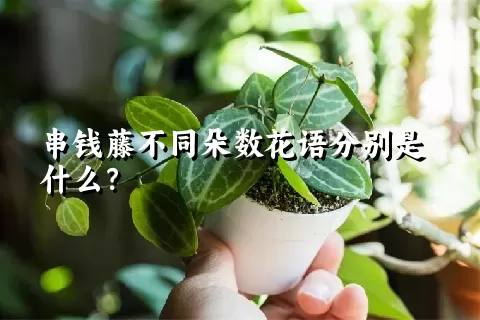 串钱藤不同朵数花语分别是什么？