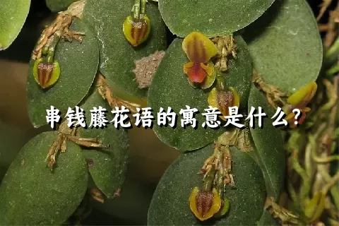 串钱藤花语的寓意是什么？