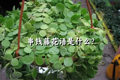 串钱藤花语是什么？