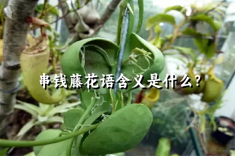 串钱藤花语含义是什么？