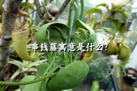 串钱藤寓意是什么？