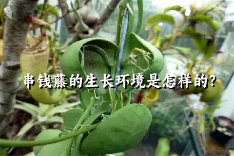 串钱藤的生长环境是怎样的？