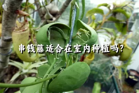 串钱藤适合在室内种植吗？