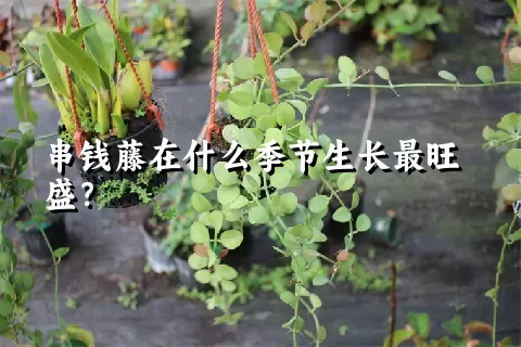 串钱藤在什么季节生长最旺盛？