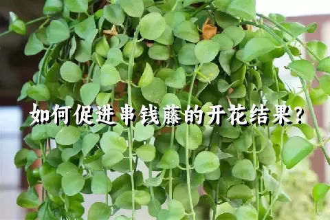 如何促进串钱藤的开花结果？