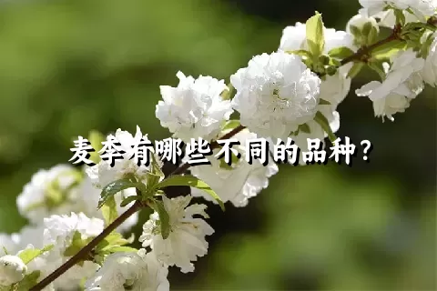 麦李有哪些不同的品种？