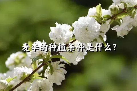 麦李的种植条件是什么？