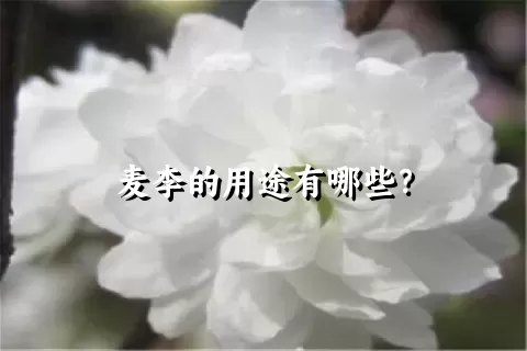 麦李的用途有哪些？