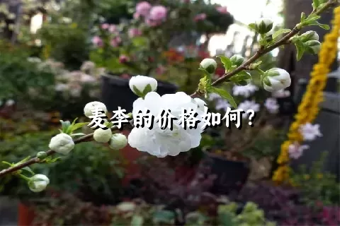 麦李的价格如何？