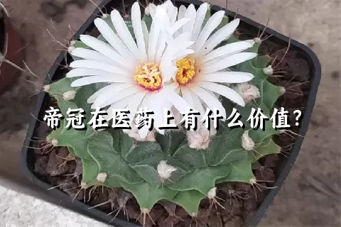 帝冠在医药上有什么价值？