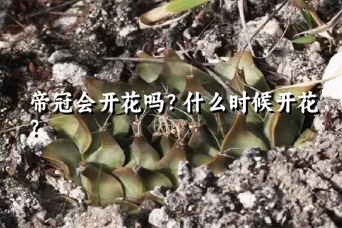 帝冠会开花吗？什么时候开花？