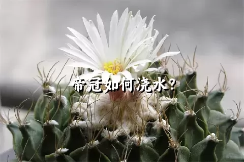 帝冠如何浇水？