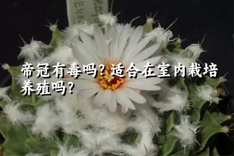 帝冠有毒吗？适合在室内栽培养殖吗？