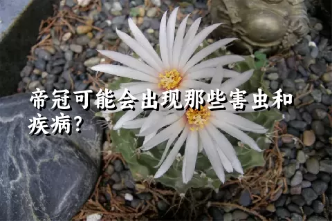 帝冠可能会出现那些害虫和疾病？