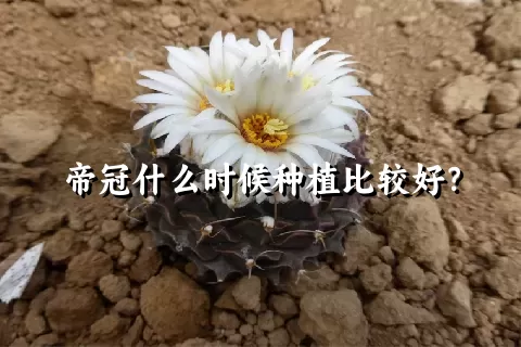 帝冠什么时候种植比较好？