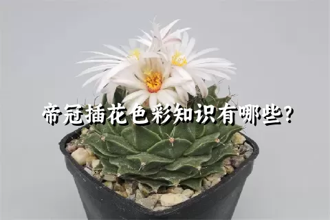 帝冠插花色彩知识有哪些？