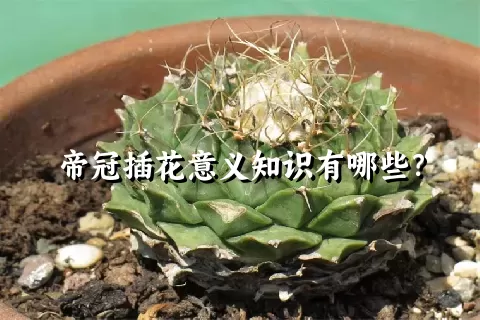 帝冠插花意义知识有哪些？