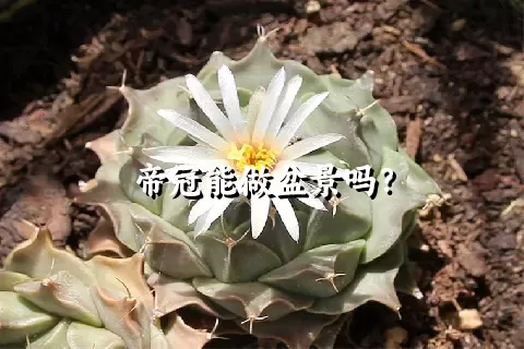 帝冠能做盆景吗？