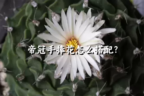 帝冠手捧花怎么搭配？