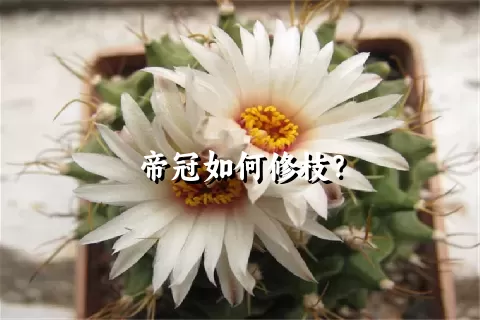 帝冠如何修枝？