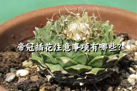 帝冠插花注意事项有哪些？