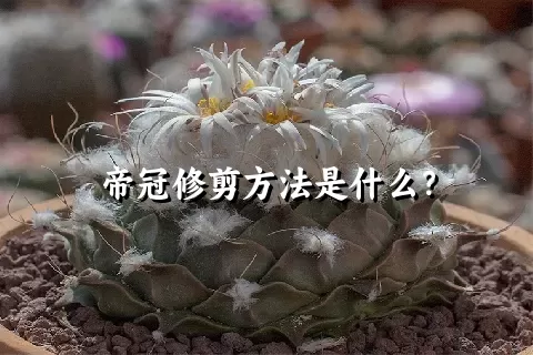 帝冠修剪方法是什么？