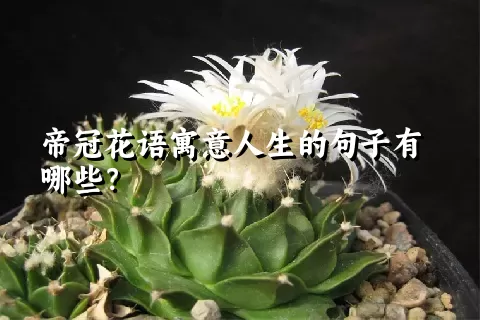 帝冠花语寓意人生的句子有哪些？