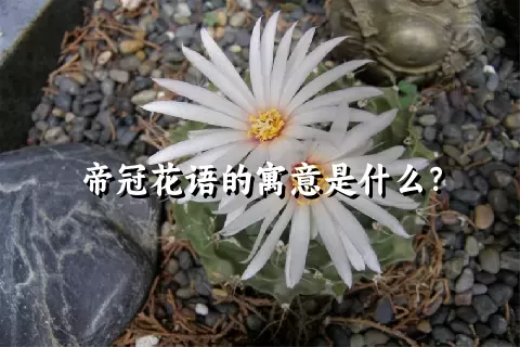 帝冠花语的寓意是什么？