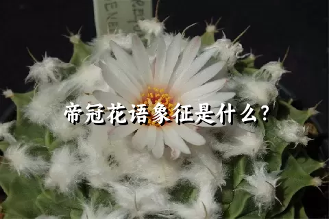 帝冠花语象征是什么？