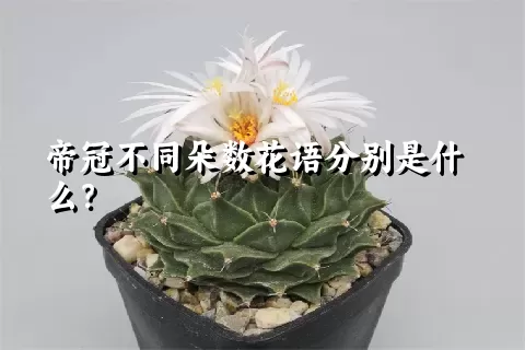 帝冠不同朵数花语分别是什么？