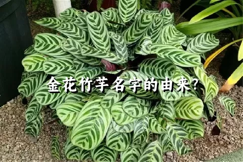 金花竹芋名字的由来？