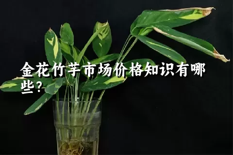 金花竹芋市场价格知识有哪些？